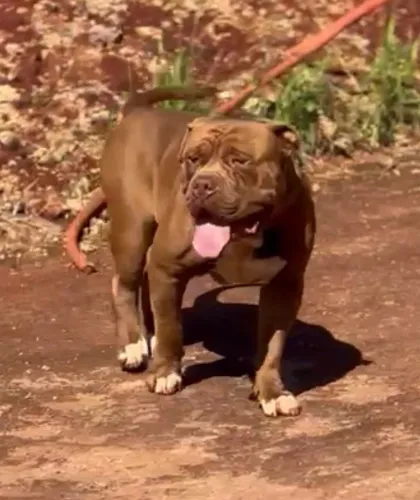 Pit monster