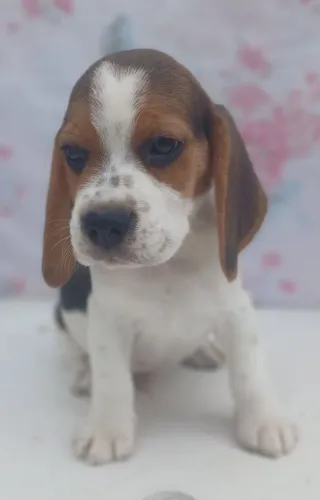 Fillhotes de Beagle