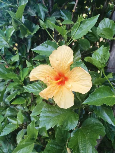 Pessoa pra olhar nenê por 3 horas diárias