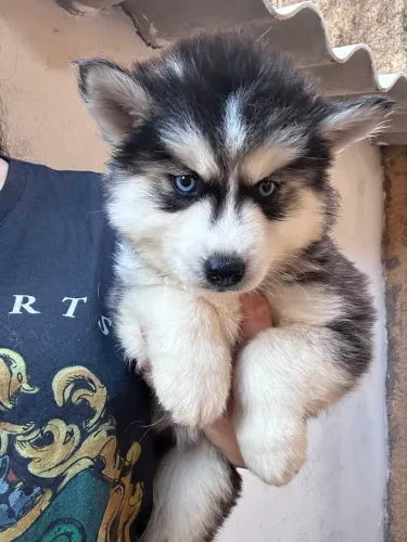 Husky siberiano fêmea 