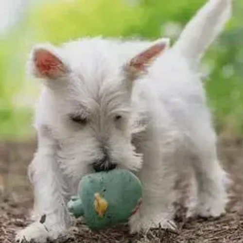 West Terrier Filhotes Bem Cuidados