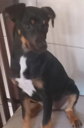Doação de linda cachorrinha