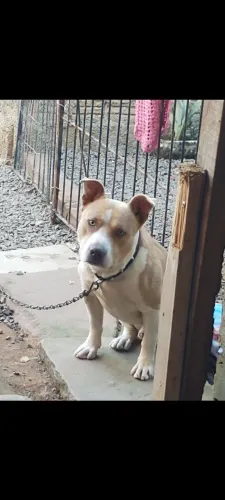 Doação cão de guarda.