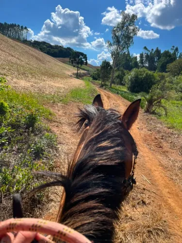 Vendo cavalo Crioulo baio, manso e de confiança. Animal dócil, acostumado ao manejo e idea