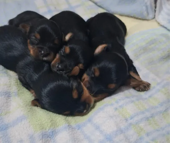 Yorkshire Terrier Filhote de Excelente Linhagem