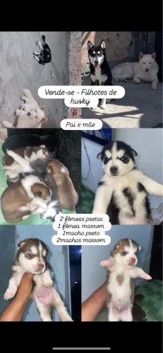 Husky siberiano