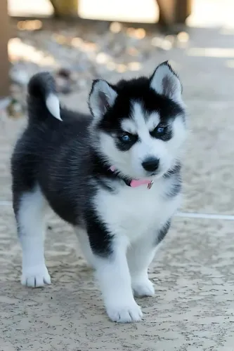 Husky siberiano preto e branco 