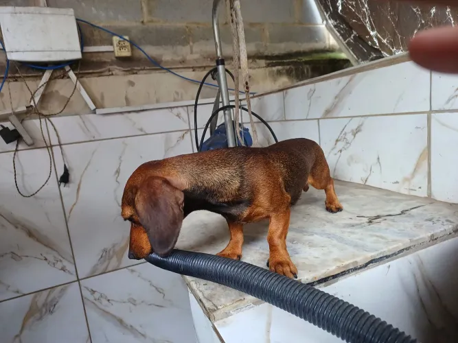 Vendo uma basse com 1 ano pequena