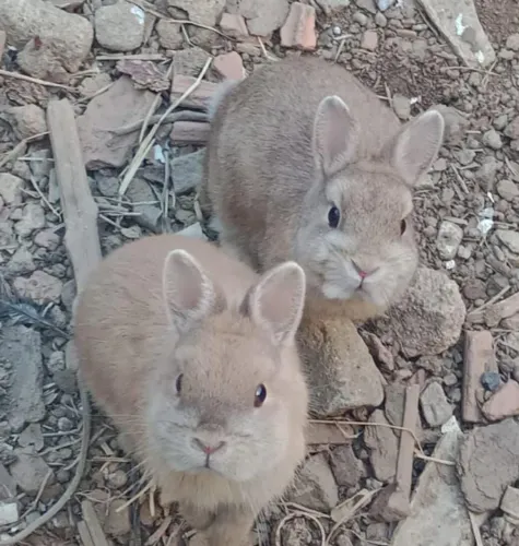 Casal coelho anão