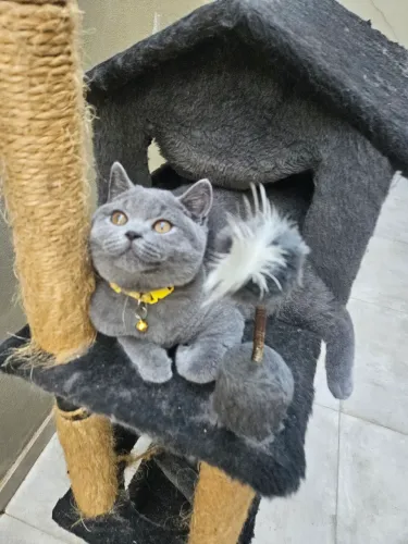 Filhote de Gato British Shorthair Blue