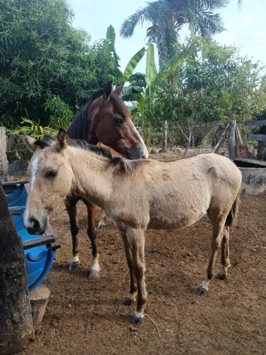 Égua e um potro