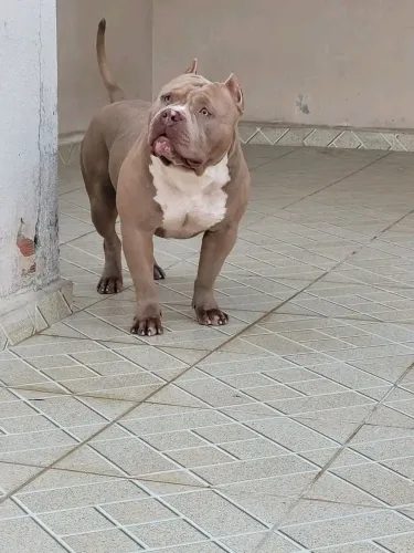 America bully