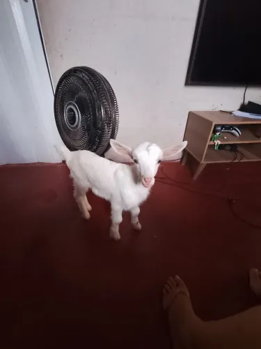 Cabritinha Fêmea raça saem