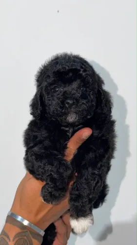 Poodle toy Black 