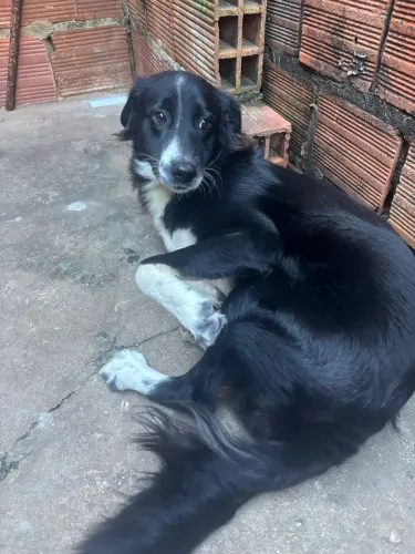 cachorro para doação 