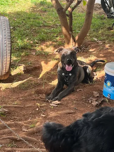 Cachorro para doação super dócil