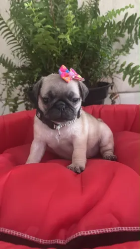 Pug fêmea miniatura valor dela no zap