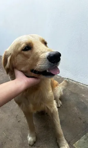 Golden Retriever Macho - Cobertura Cruzar