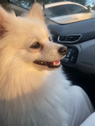 Doação Lulu da pomerania