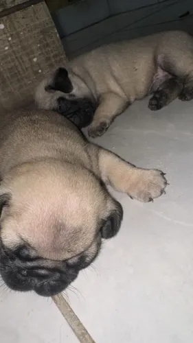 Pug