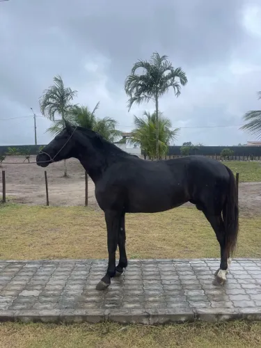 Cavalo Marcha Picada