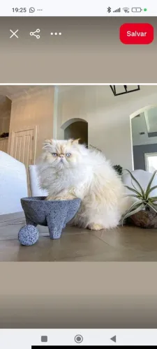 Gato persa fêmea Himalaia  7 meses  