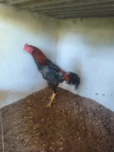 Frangos mura