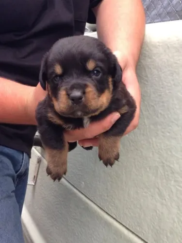 Rottweiler forte