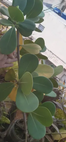 Planta Clúsia (Clusia fluminensis)