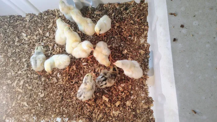 Vende-se 12 pintinhos da raça Mura valor r$ 150 individual r$ 30 aceita o cartão