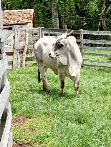 Vendo vaca Nelore 2 crias