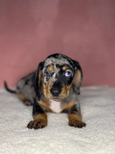 basset dachshund fêmeas 