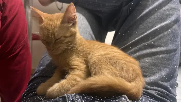 Gato para doação