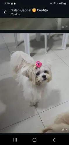 Filhotes de shih-tzu