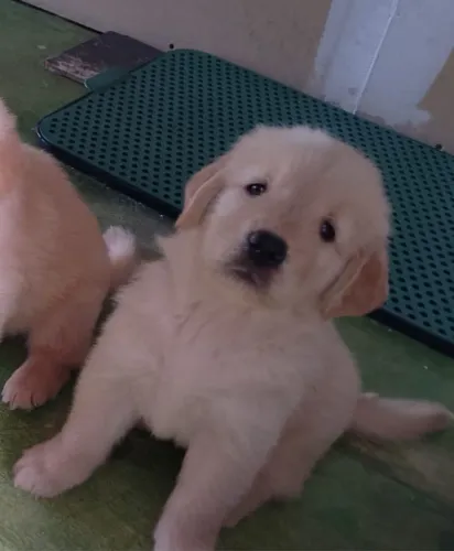 Filhotes golden retriever disponível vacina pedigree 