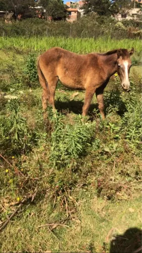 Vende-se poldinha