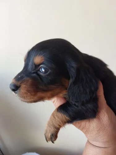 Bassete danchshund pelos longos