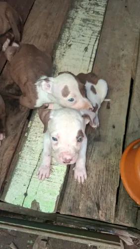 Filhotes pitbull