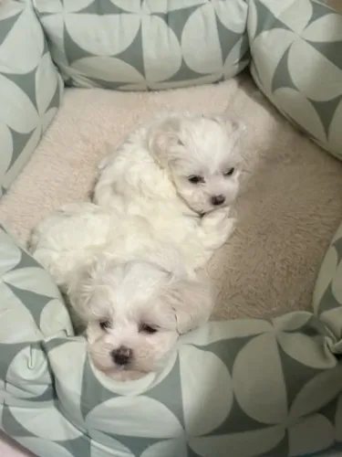 Filhotes de Poodle para Deixar o Dia dos Namorados Mais Especial