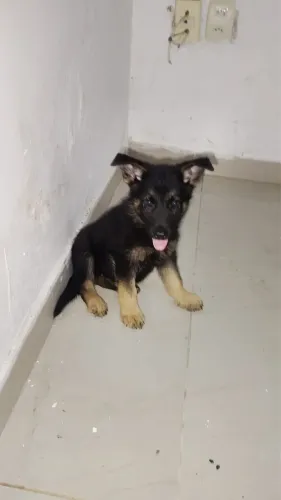 Vendo filhote pastor alemão puro