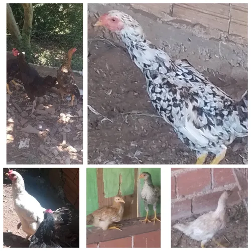 Lote de galinha caipira