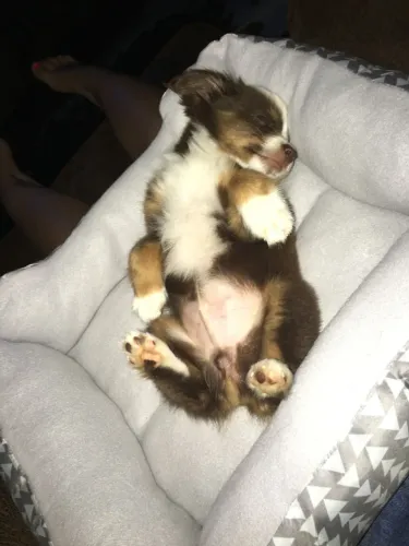 Border Collie Fêmea