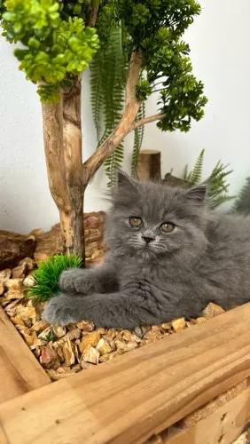 Gata British Longhair