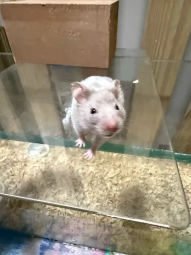 Hamster sírio