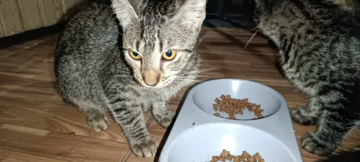 Gatinha para adoção 