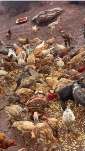 Vendo galinha por 2 reais