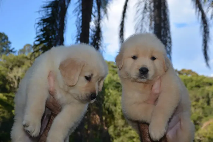 Golden Retriever filhotes puros e peludos