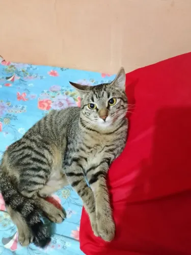 Gatinha castrada para adoção
