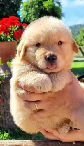 Eles são extremamente carinhoso, golden retriever perfeitos só aqui