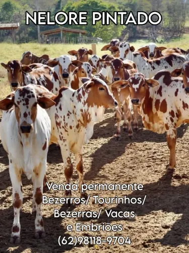 NELORE PINTADO BEZERROS/ BEZERRAS/ TOURINHOS/ VACAS